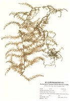 藏品(天門冬)的圖片